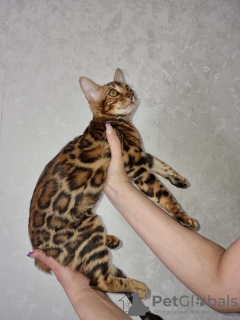 Zdjęcie №1. kot bengalski - na sprzedaż w Mińsk | 4584zł | Zapowiedź № 11256