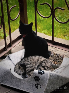 Zdjęcie №4. Sprzedam  w Rzeka Moskwa. prywatne ogłoszenie - cena - Bezpłatny