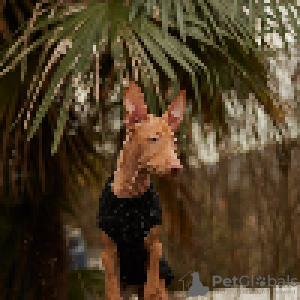 Zdjęcie №1. pies faraona - na sprzedaż w Видміни | 2093zł | Zapowiedź №94368