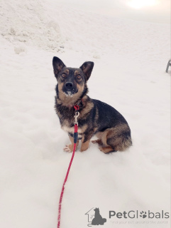 Zdjęcie №4. Sprzedam pies nierasowy w Petersburg. prywatne ogłoszenie - cena - Bezpłatny