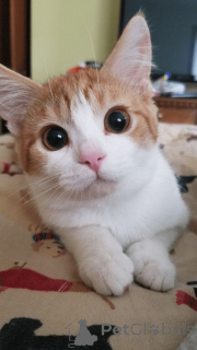 Zdjęcie №1. turecki van - na sprzedaż w Aizlingen | 1913zł | Zapowiedź № 157792