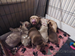 Zdjęcie №2 do zapowiedźy № 160264 na sprzedaż  buldog francuski - wkupić się USA prywatne ogłoszenie