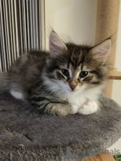 Zdjęcie №3. MYYTĘVĘNĘ NORJAN METSĘN KISSUNPENNUJA. Finlandia