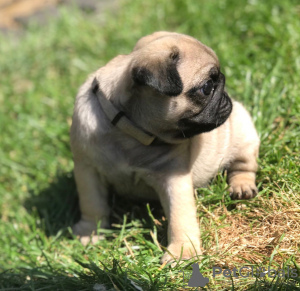 Zdjęcie №3. Śliczne szczenięta mopsów dostępne do bezpłatnej adopcji. Niemcy