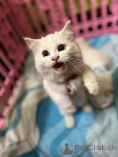 Zdjęcie №2 do zapowiedźy № 163092 na sprzedaż  perskie - wkupić się Niemcy prywatne ogłoszenie, ze schronu