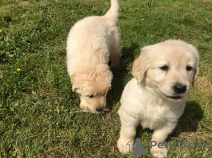 Zdjęcie №1. golden retriever - na sprzedaż w Berlin | Bezpłatny | Zapowiedź №115956