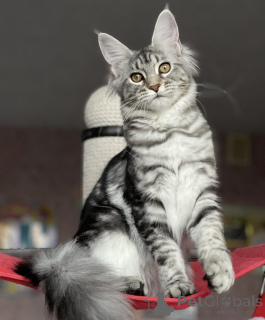 Zdjęcie №2 do zapowiedźy № 163190 na sprzedaż  maine coon - wkupić się Niemcy hodowca