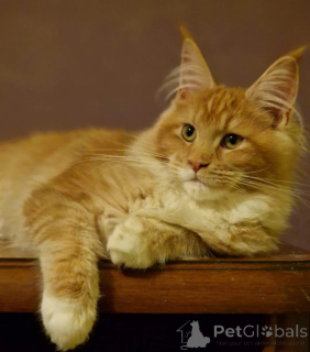 Zdjęcie №2 do zapowiedźy № 158077 na sprzedaż  maine coon - wkupić się USA prywatne ogłoszenie