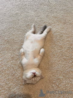 Zdjęcie №4. Sprzedam kot brytyjski krótkowłosy w Strasburg. prywatne ogłoszenie - cena - 2870zł