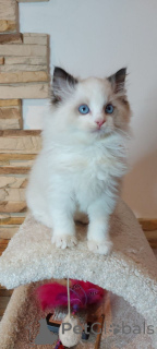 Zdjęcie №1. ragdoll - na sprzedaż w Bristol | 15zł | Zapowiedź № 158807