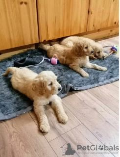 Zdjęcie №3. Szczenięta goldendoodle. USA