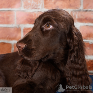 Zdjęcie №3. Field Spaniel - szczenięta. Federacja Rosyjska