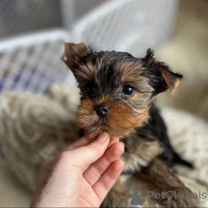 Zdjęcie №1. yorkshire terrier - na sprzedaż w Anchorage | 1585zł | Zapowiedź №112646