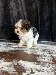 Zdjęcie №3. Beaver Yorkshire Terrier szczenięta do adopcji. USA