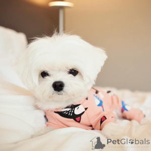 Zdjęcie №3. Sprzedam urocze urocze maltańskie szczenięta, skontaktuj się z firmą WhatsApp. Finlandia