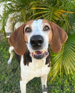Zdjęcie №1. otterhound - na sprzedaż w Dinant | 2317zł | Zapowiedź №159191