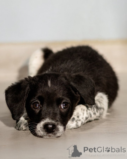 Zdjęcie №4. Sprzedam pies nierasowy w Rzeka Moskwa. prywatne ogłoszenie - cena - Bezpłatny
