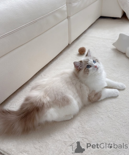 Zdjęcie №2 do zapowiedźy № 164544 na sprzedaż  ragdoll - wkupić się Finlandia hodowca