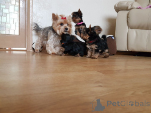 Zdjęcie №4. Sprzedam yorkshire terrier w Fegen. prywatne ogłoszenie, hodowca - cena - 4066zł