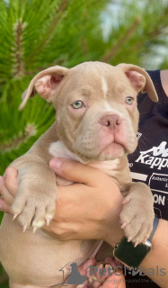 Dodatkowe zdjęcia: Hodowla American Bully oferuje szczenięta do rezerwacji