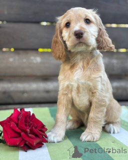 Zdjęcie №2 do zapowiedźy № 160392 na sprzedaż  cocker spaniel angielski - wkupić się Finlandia prywatne ogłoszenie