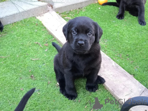 Zdjęcie №2 do zapowiedźy № 177762 na sprzedaż  labrador retriever - wkupić się Holandia prywatne ogłoszenie