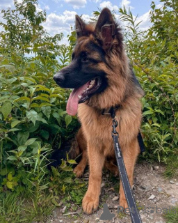 Zdjęcie №3. Szczenięta płciowe i żeńskie niemieckie. Niemcy