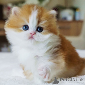 Zdjęcie №3. Poznaj Jaspera, małego brytyjskiego dżentelmena z oczami pełnymi ciepła i sercem. Szwajcaria