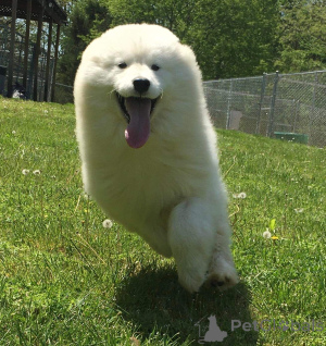 Zdjęcie №3. SamoJede mężczyzna. Niemcy