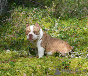 Zdjęcie №2 do zapowiedźy № 115983 na sprzedaż  american bully - wkupić się Federacja Rosyjska hodowca