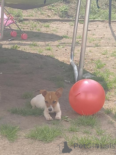 Zdjęcie №3. Szczenięta Jacka Russella gotowe do adopcji. Belgia