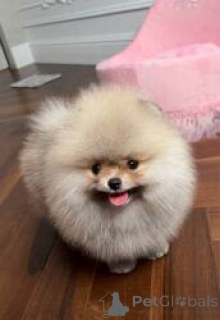 Zdjęcie №1. szpic miniaturowy - na sprzedaż w Berlin | 1913zł | Zapowiedź №164739