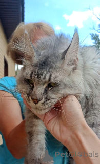 Zdjęcie №3. CAT Polydact 66/66. Federacja Rosyjska