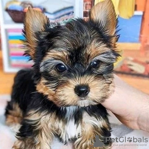 Zdjęcie №4. Sprzedam yorkshire terrier w Гамбург. prywatne ogłoszenie - cena - 1109zł