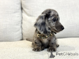 Zdjęcie №4. Sprzedam jamnik w Berlin. prywatne ogłoszenie - cena - 3012zł