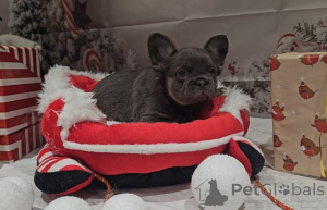 Zdjęcie №3. Puszysty Francuz. Australia