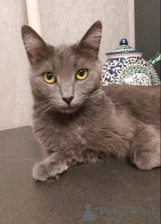 Zdjęcie №1. rosyjski niebieski - na sprzedaż w Moskova | Bezpłatny | Zapowiedź № 144999