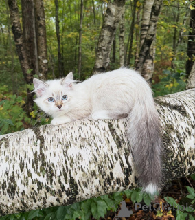 Zdjęcie №2 do zapowiedźy № 155479 na sprzedaż  kot syberyjski - wkupić się Szwajcaria hodowca