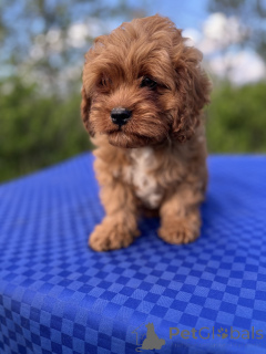 Zdjęcie №2 do zapowiedźy № 139109 na sprzedaż  kawapu - wkupić się Ukraina prywatne ogłoszenie, od żłobka, hodowca