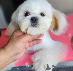 Zdjęcie №2 do zapowiedźy № 126835 na sprzedaż  yorkshire terrier - wkupić się Francja hodowca