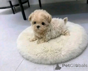 Zdjęcie №4. Sprzedam maltipu w Chicago. hodowca - cena - 2033zł