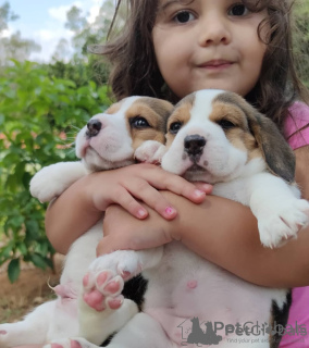 Zdjęcie №3. Beagle Puppy. Niemcy