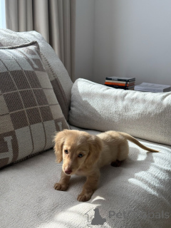 Zdjęcie №1. jamnik - na sprzedaż w Monachium | negocjowane | Zapowiedź №165633