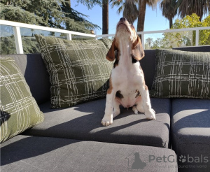 Zdjęcie №1. beagle (rasa psa) - na sprzedaż w Atlanta | Bezpłatny | Zapowiedź №59085