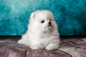 Zdjęcie №4. Sprzedam szpic miniaturowy w Moskwa. od żłobka, hodowca - cena - 7345zł