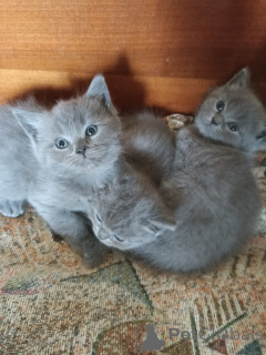 Zdjęcie №2 do zapowiedźy № 139095 na sprzedaż  scottish straight - wkupić się Gruzja prywatne ogłoszenie