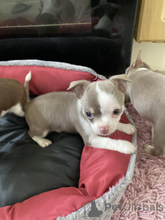 Zdjęcie №3. Zimowe Piękne Szczenięta Chowski. USA