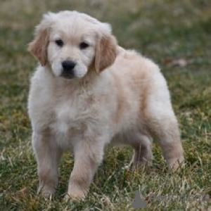 Zdjęcie №3. Piesek Golden Retriever w wieku 10 tygodni Gotowy do powrotu do domu. Niemcy