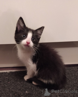 Zdjęcie №3. Dobrze wyszkolone kocięta Russian Blue są teraz gotowe do odbioru. Belgia
