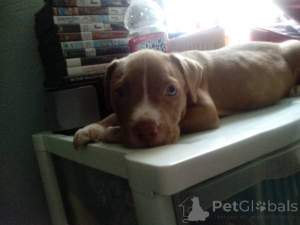 Zdjęcie №2 do zapowiedźy № 137599 na sprzedaż   - wkupić się Holandia 